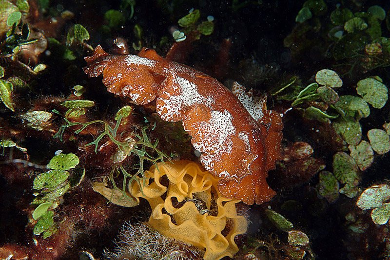 Platydoris argo (LINNEO, 1767).